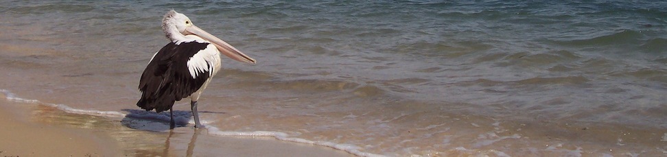 Photo of Manly Beach shoreline